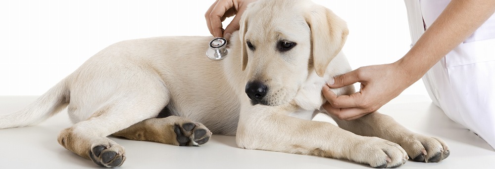 犬や猫の予防接種を神戸市灘区でお考えならポルト動物病院